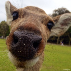 Ulu geyik, Nara Parkı, Nara